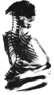 San Pedro Mountain Mummy Skeleton