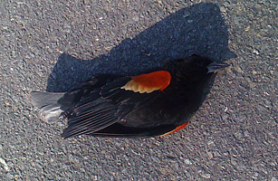 Mass Death of Birds, Arkansas