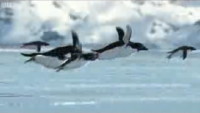 Flying Penguins hoax