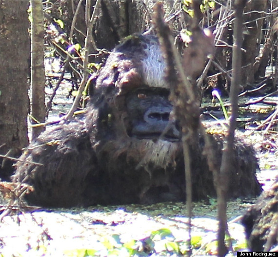 Bigfoot in Tampa