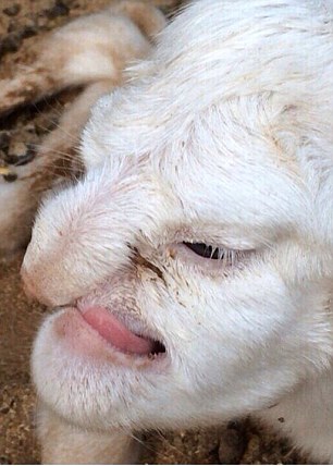 Lamb with Human Face