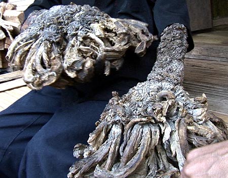 Treeman. Return Home : For more articles and unexplained videos.