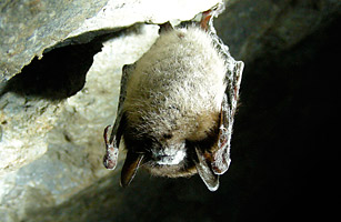 bats white nose