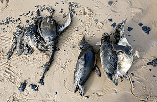 dead penguins