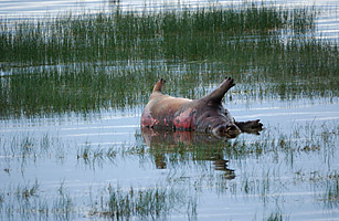 hippos anthrax