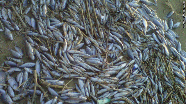 Maryland Dead fish