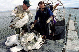 dead pelicans