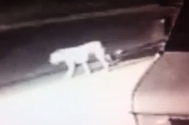 Mystery-Animal-Roams-the-Streets-in-California