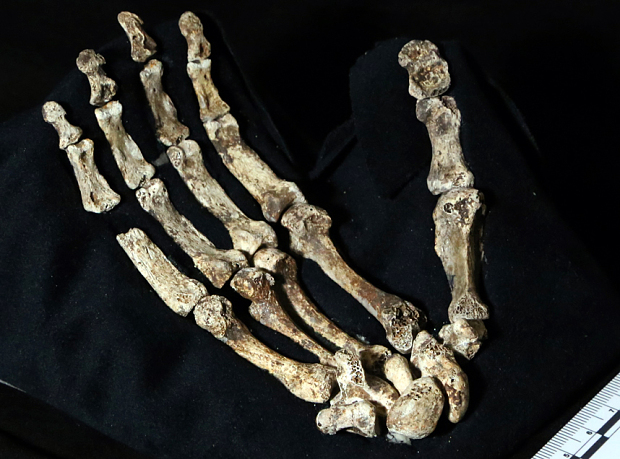 Homo Naledi