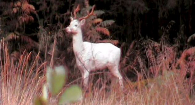 Mythical White Stag