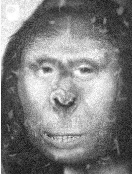 Zana Ape Woman