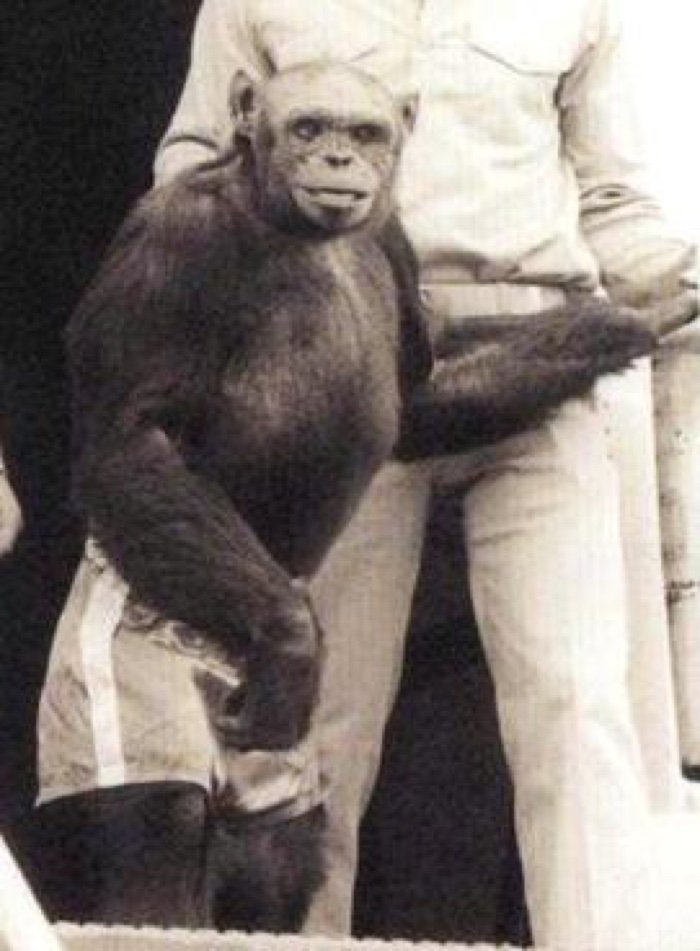 oliver-humanzee-chimp