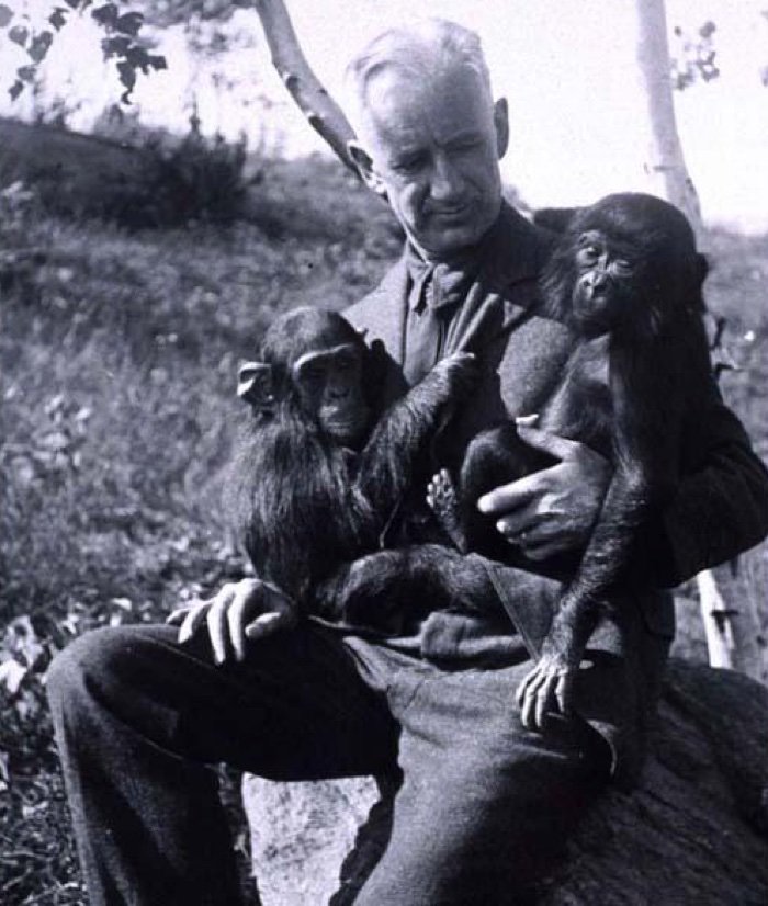 oliver-humanzee-chimp