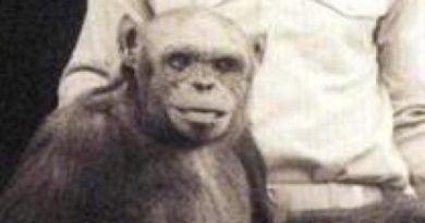 oliver-humanzee-chimp