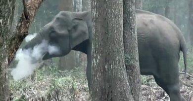 smoking-elephant