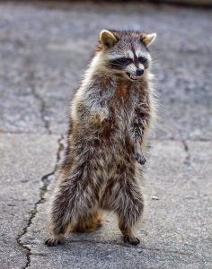 zombie-raccoon