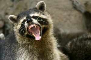 zombie-raccoon