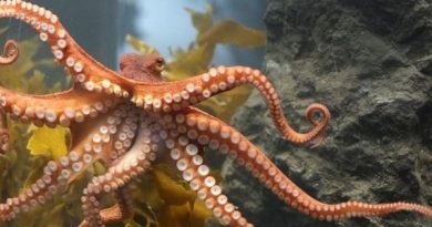 octopus-giant