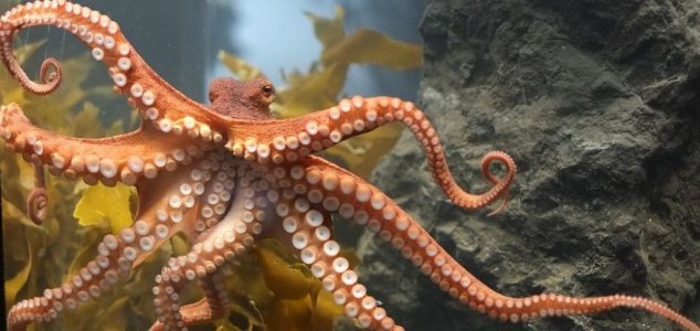 octopus-giant