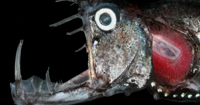 mouth-pacific-viperfish-pic