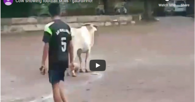 cow-playing-soccer