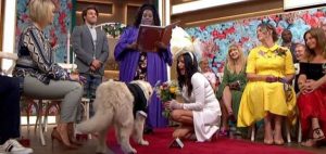 dog-wedding