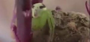 spider-alien
