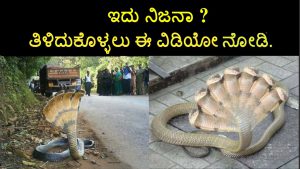 Seven Headed Snake