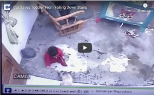 Cat saves baby
