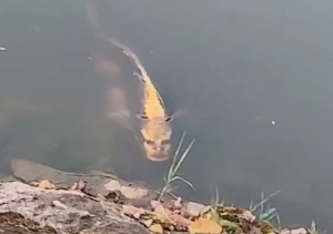 fish-with-human-face