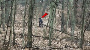 Bigfoot Video