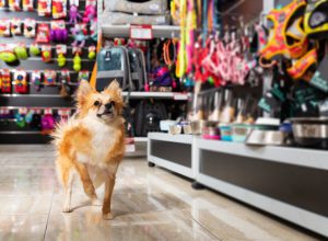 haunted-pet-shop