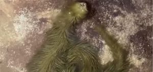 Furry Snake