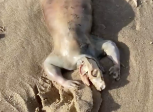 alien-corpse