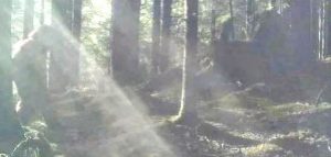 BigFoot on Camera