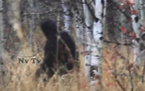 bigfoot-video