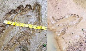 Bigfoot Believers/Facebook